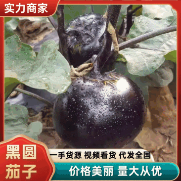 山东聊城精品黑茄子大量上市产地现摘现发品质保证欢迎来电