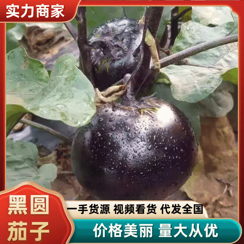 山东聊城精品黑茄子大量上市产地现摘现发品质保证欢迎来电