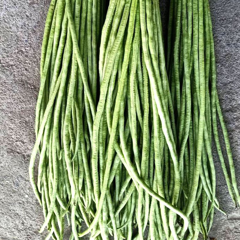长丰A9肉厚耐老化易结荚粗细均匀顺直翠绿长豆角