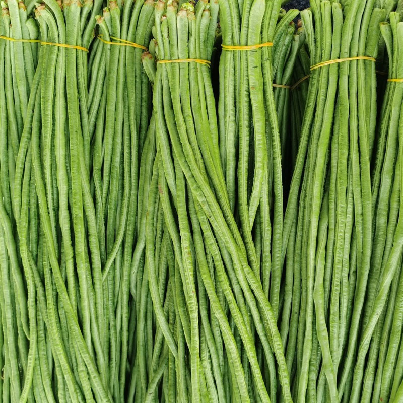 长丰A9肉厚耐老化易结荚粗细均匀顺直翠绿长豆角