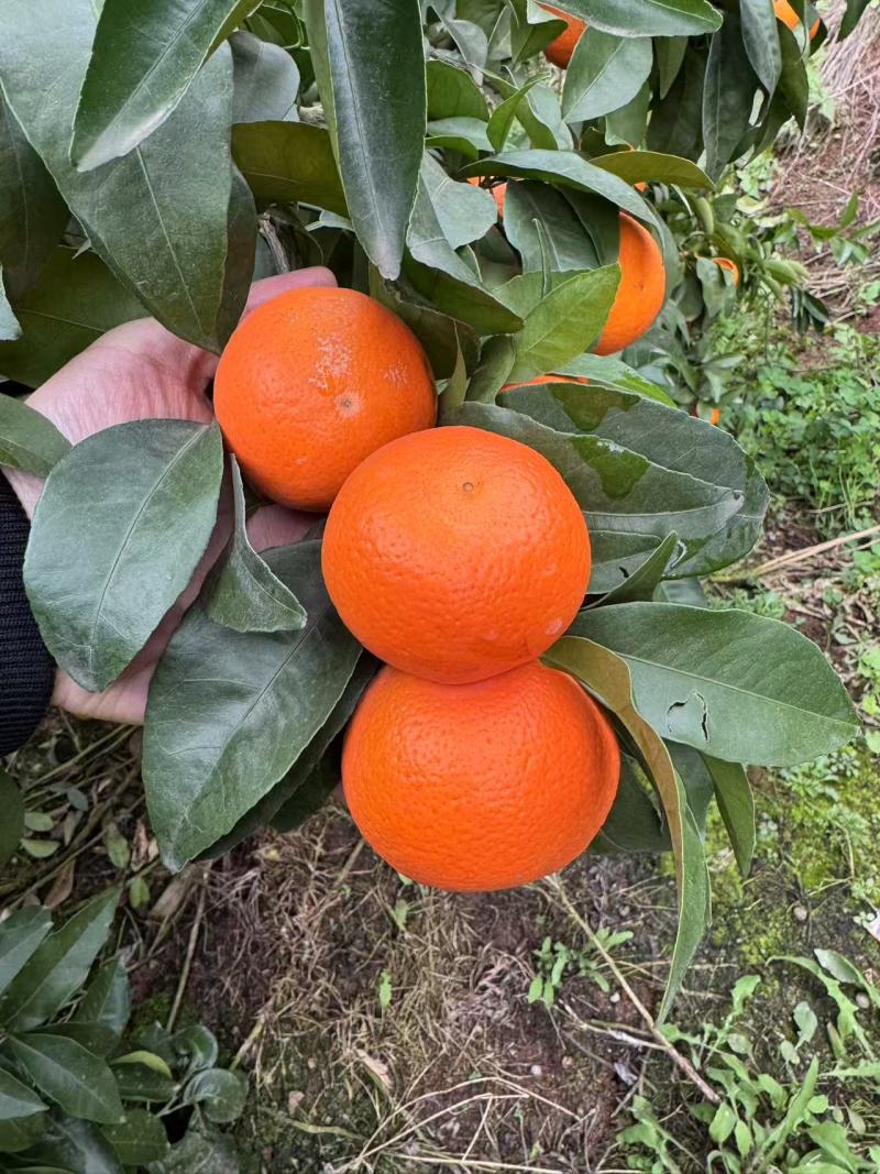 沃柑四川沃柑皮薄多汁大量供应品质保证代发全国