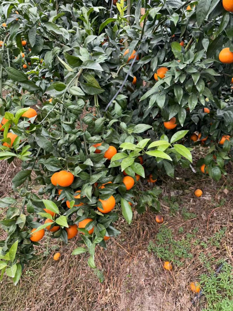 沃柑四川沃柑皮薄多汁大量供应品质保证代发全国