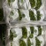 攀枝花青提葡萄米易青提大量供应品质保证代发全国