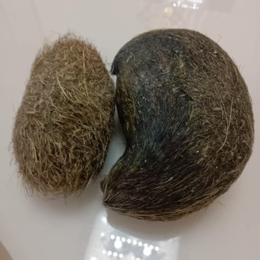 猪宝，猪砂猪辰砂药材有需要欢迎来电咨询