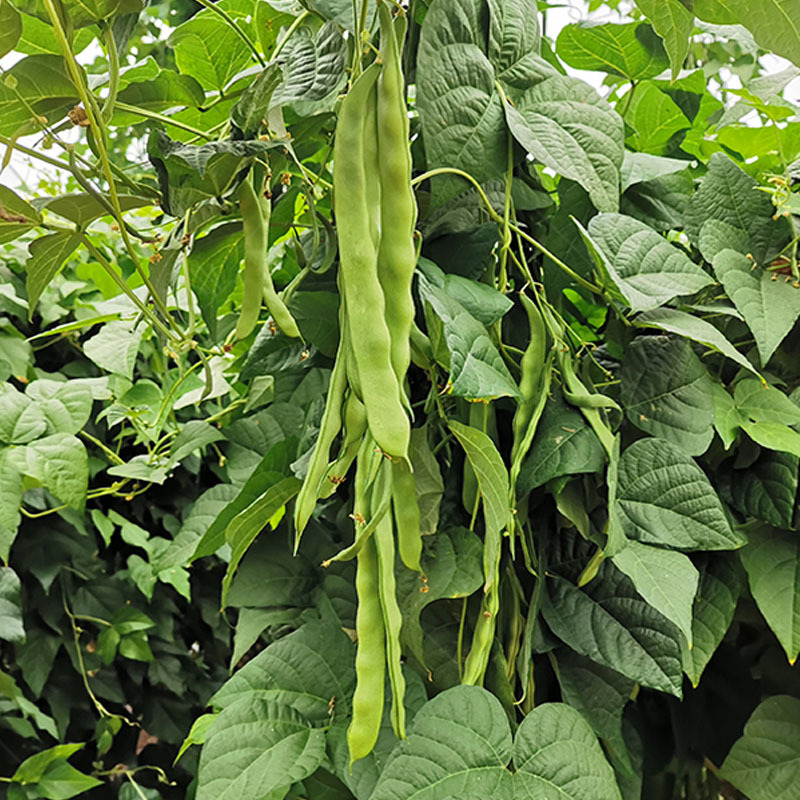 时田架豆种子早熟高产纤维少扁条春秋绿架豆大田基地专用