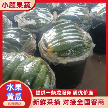 水果黄瓜吉林优质黄瓜产区直供量大从优欢迎选购可视频