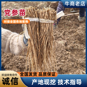 优质党参苗基地直发，规格齐全，诚信经营代发全国