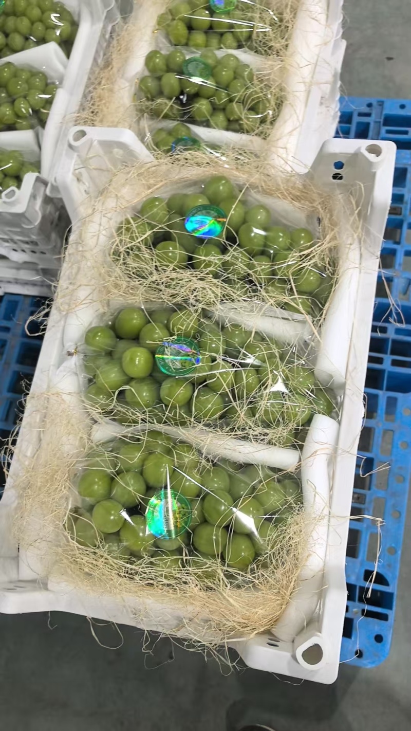阳光玫瑰品质保证服务周到产地直发