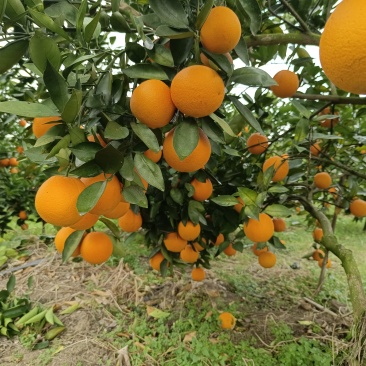 【热卖推荐】夏橙产地直销量大质优价格优惠一手货源