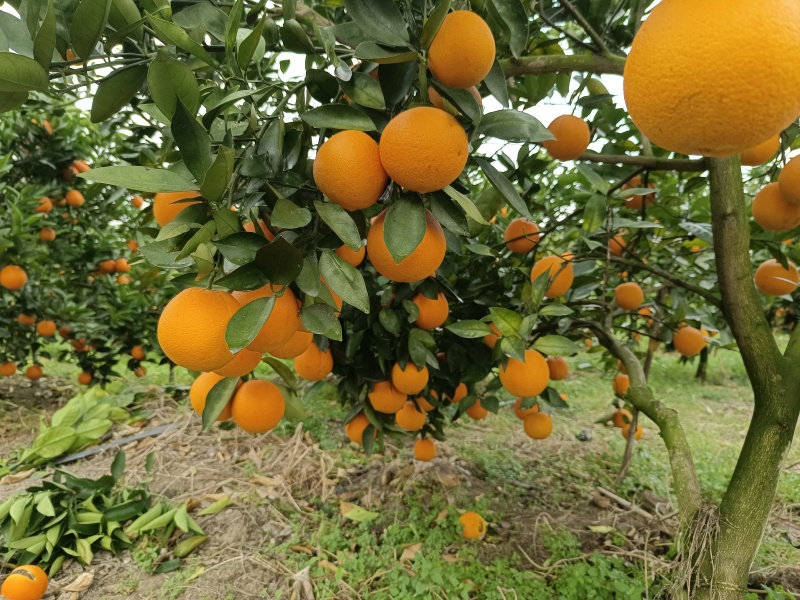 【热卖推荐】夏橙产地直销量大质优价格优惠一手货源