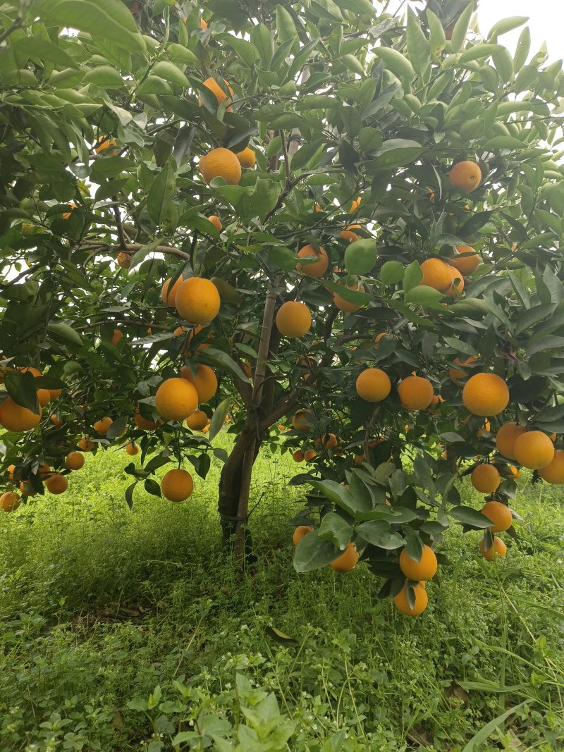 【热卖推荐】夏橙产地直销量大质优价格优惠一手货源