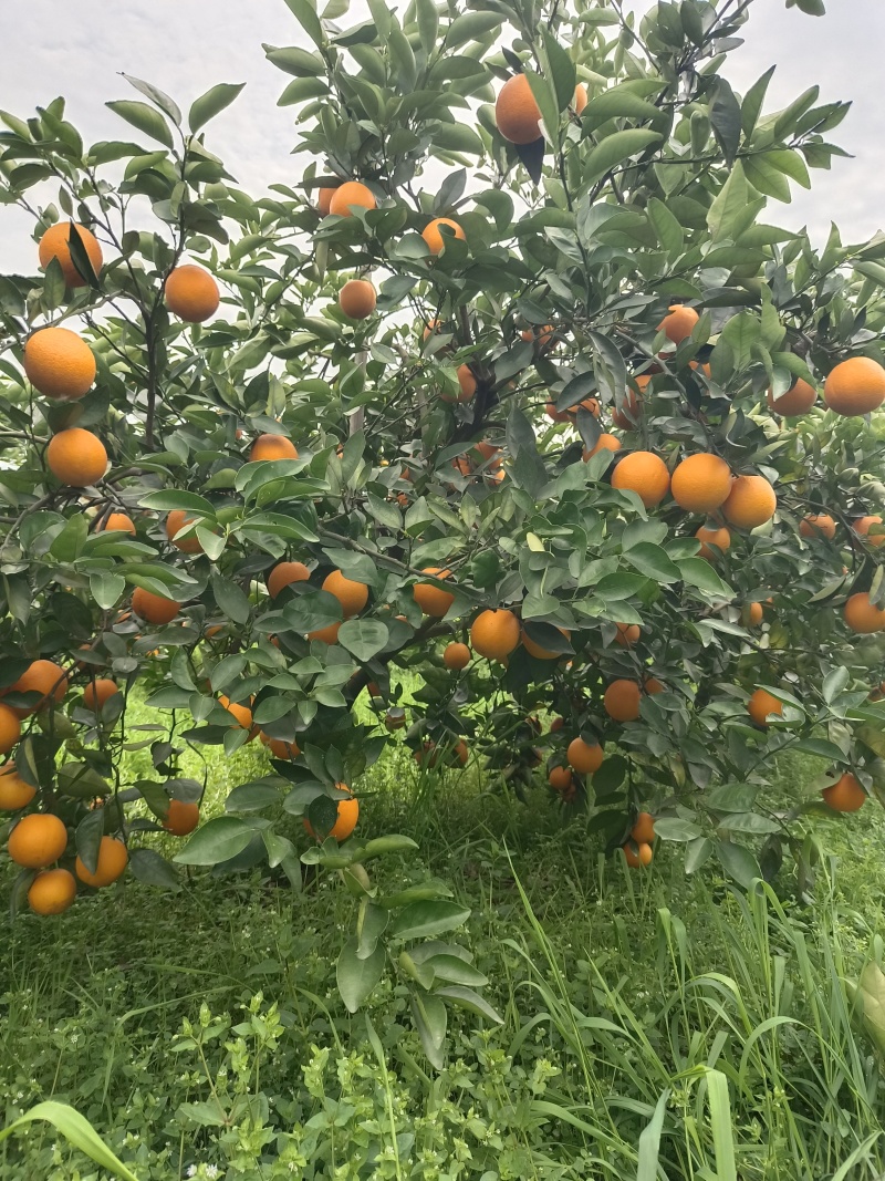 【热卖推荐】夏橙产地直销量大质优价格优惠一手货源