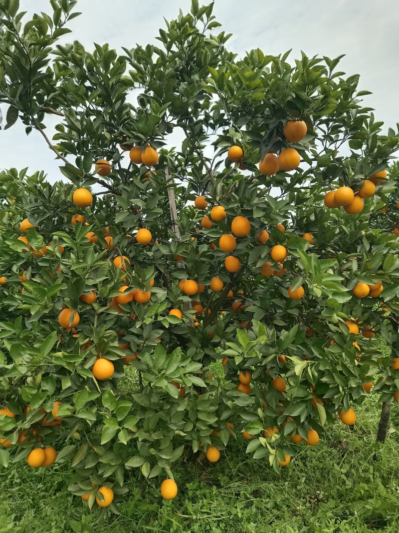 【热卖推荐】夏橙产地直销量大质优价格优惠一手货源