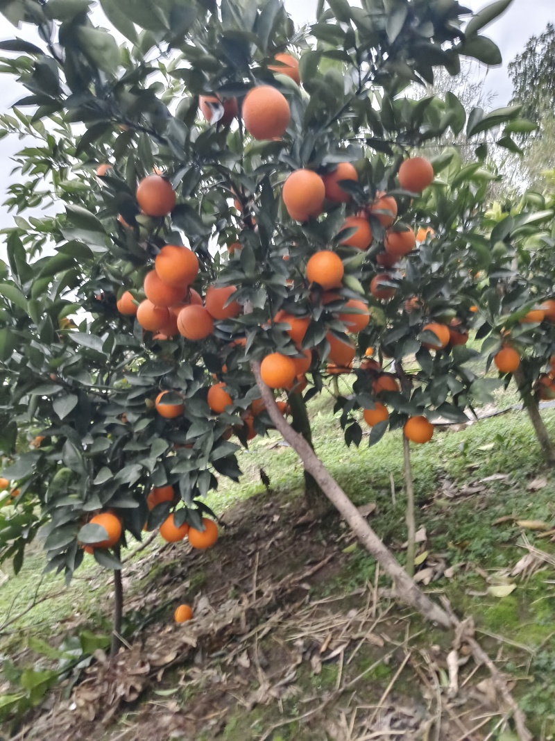 【热卖推荐】夏橙产地直销量大质优价格优惠一手货源