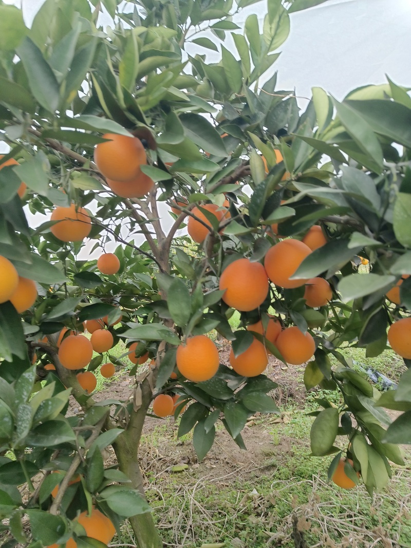【热卖推荐】夏橙产地直销量大质优价格优惠一手货源