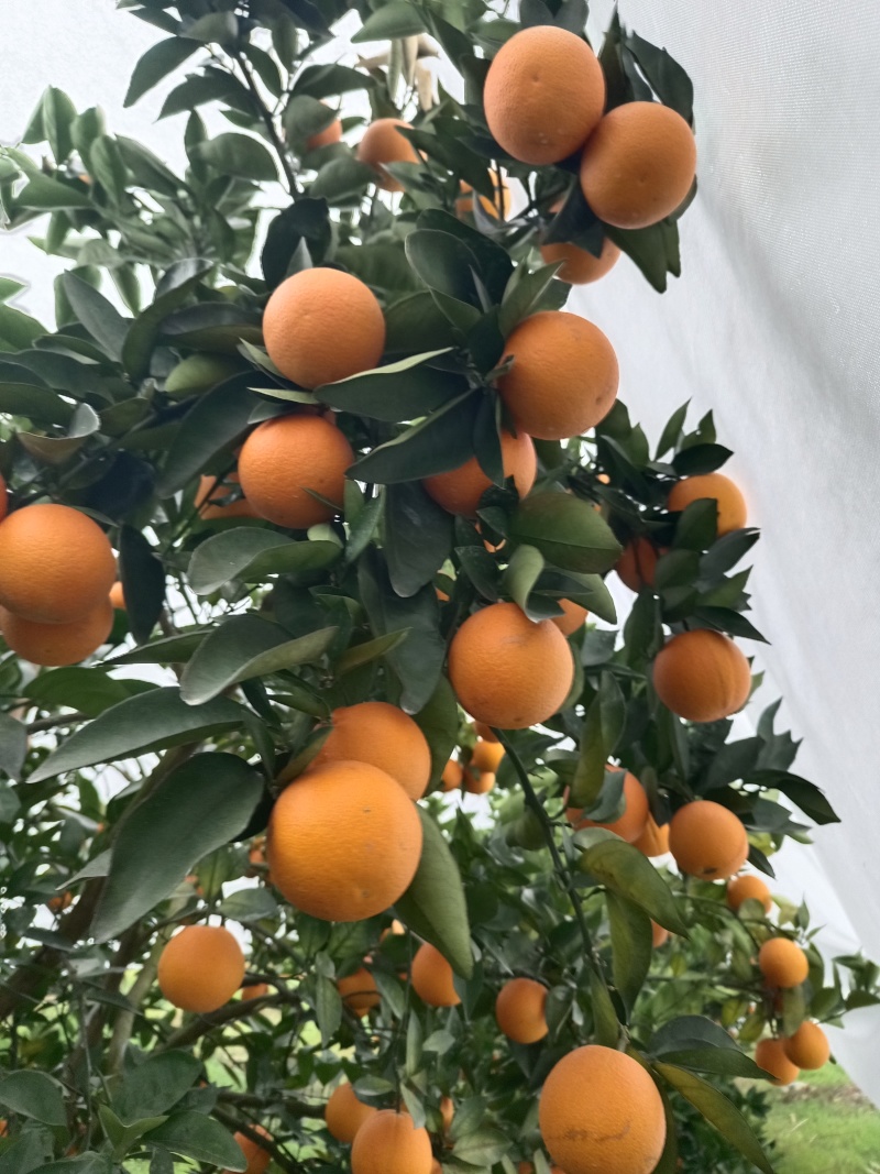 【热卖推荐】夏橙产地直销量大质优价格优惠一手货源
