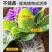 《强烈推荐》散装营养土大量供货一手货源欢迎致电