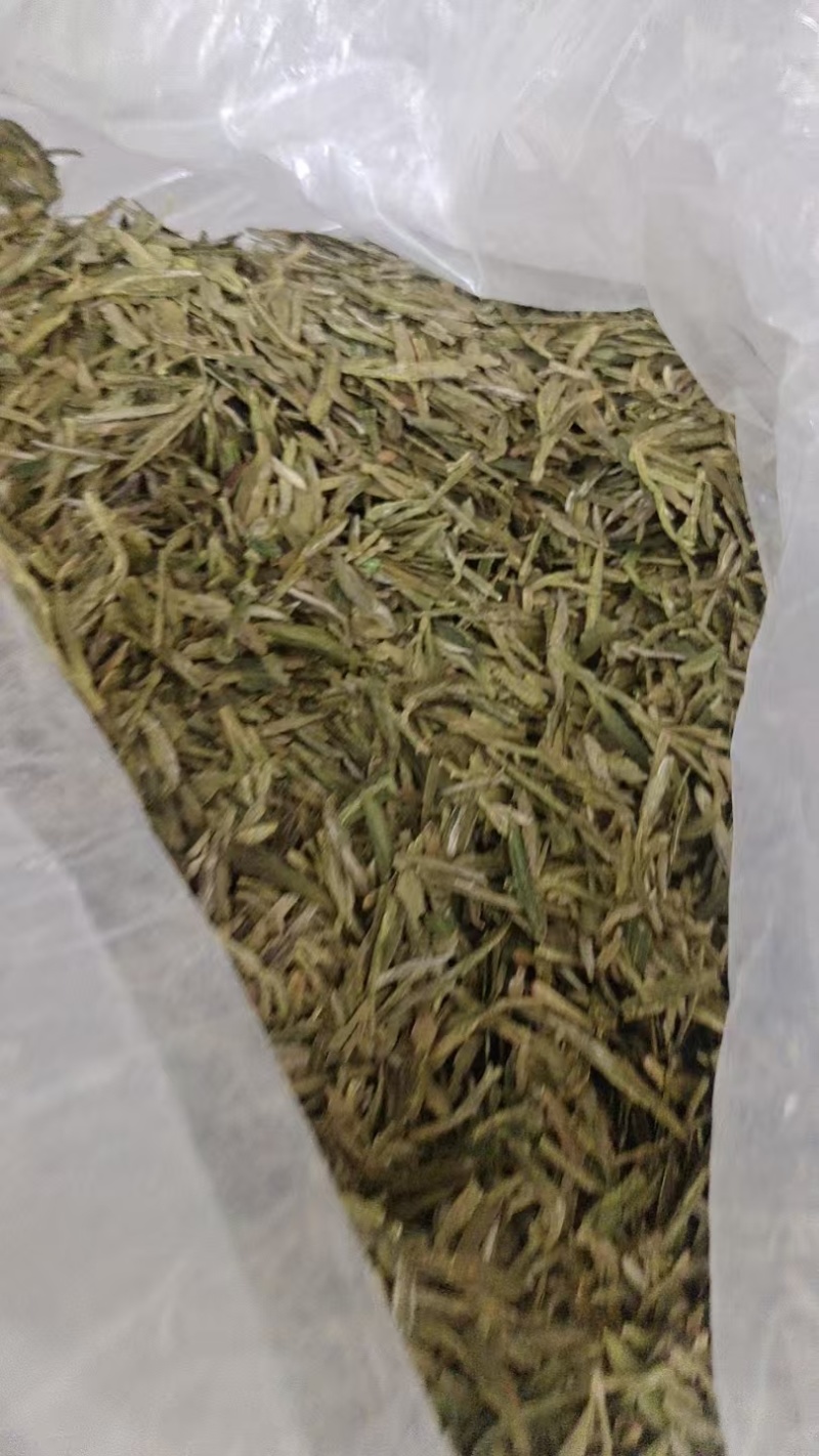 浙江龙井茶高山茶口感醇甘甜茶香浓郁常年批发供应