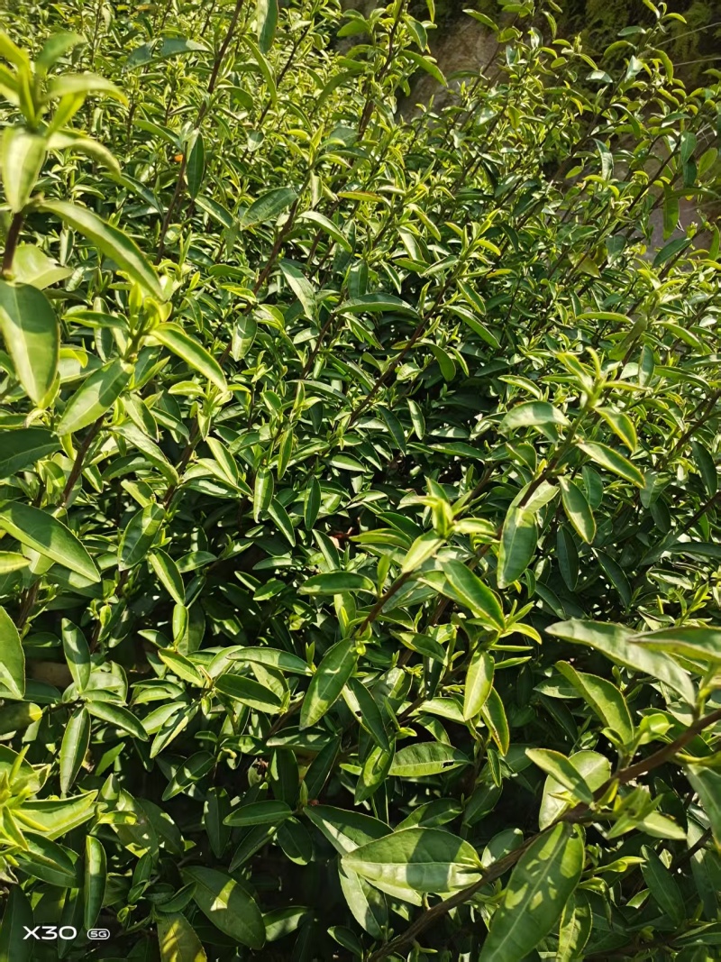 浙江龙井茶高山茶口感醇甘甜茶香浓郁常年批发供应