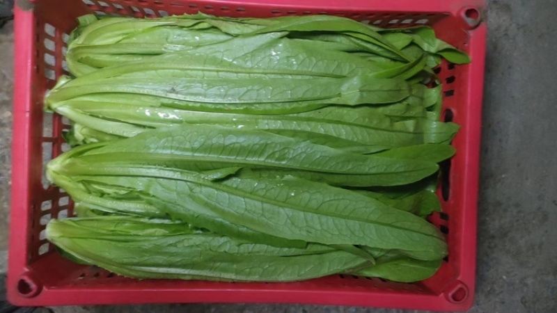 新鲜油麦菜，货源充足，量大从优，欢迎致电