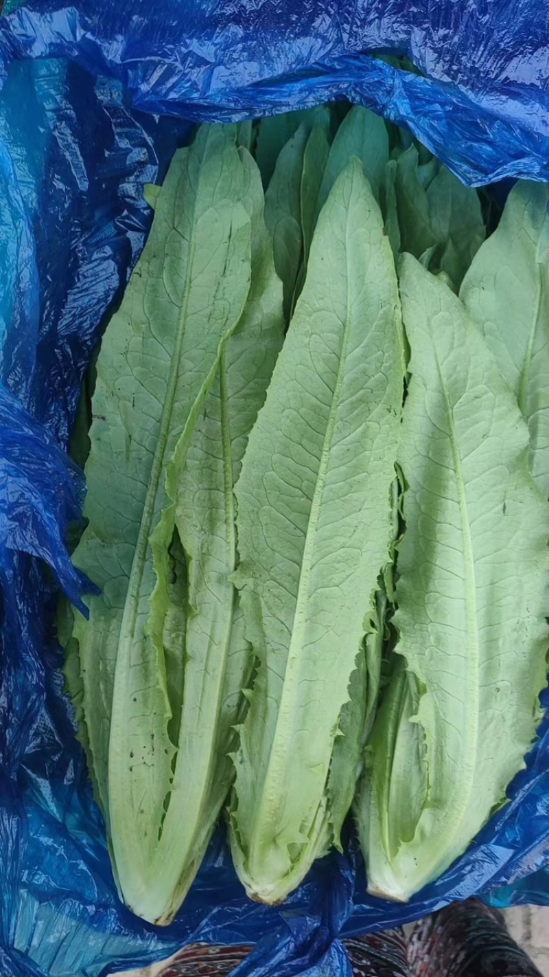 新鲜油麦菜，货源充足，量大从优，欢迎致电