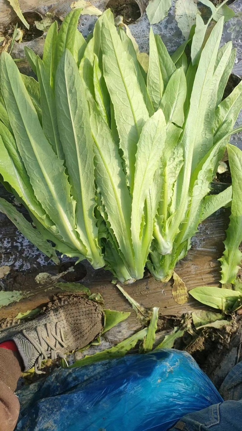新鲜油麦菜，货源充足，量大从优，欢迎致电
