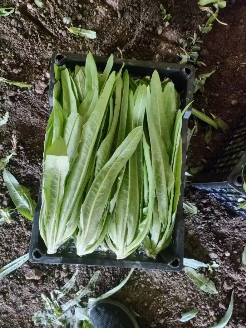 新鲜油麦菜，货源充足，量大从优，欢迎致电