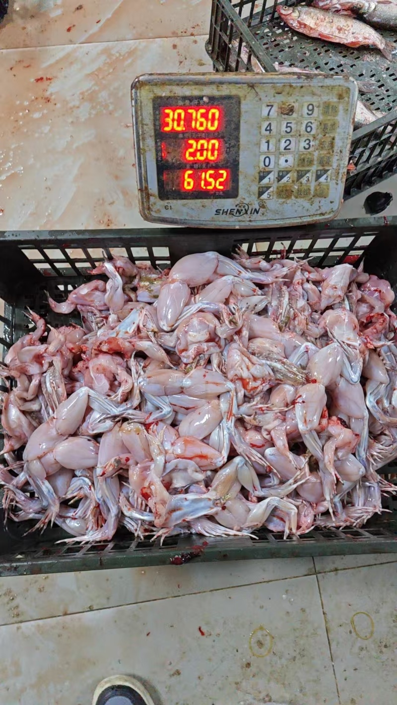 新鲜牛蛙肉去皮去内脏烧烤火锅食材批发厂家直供