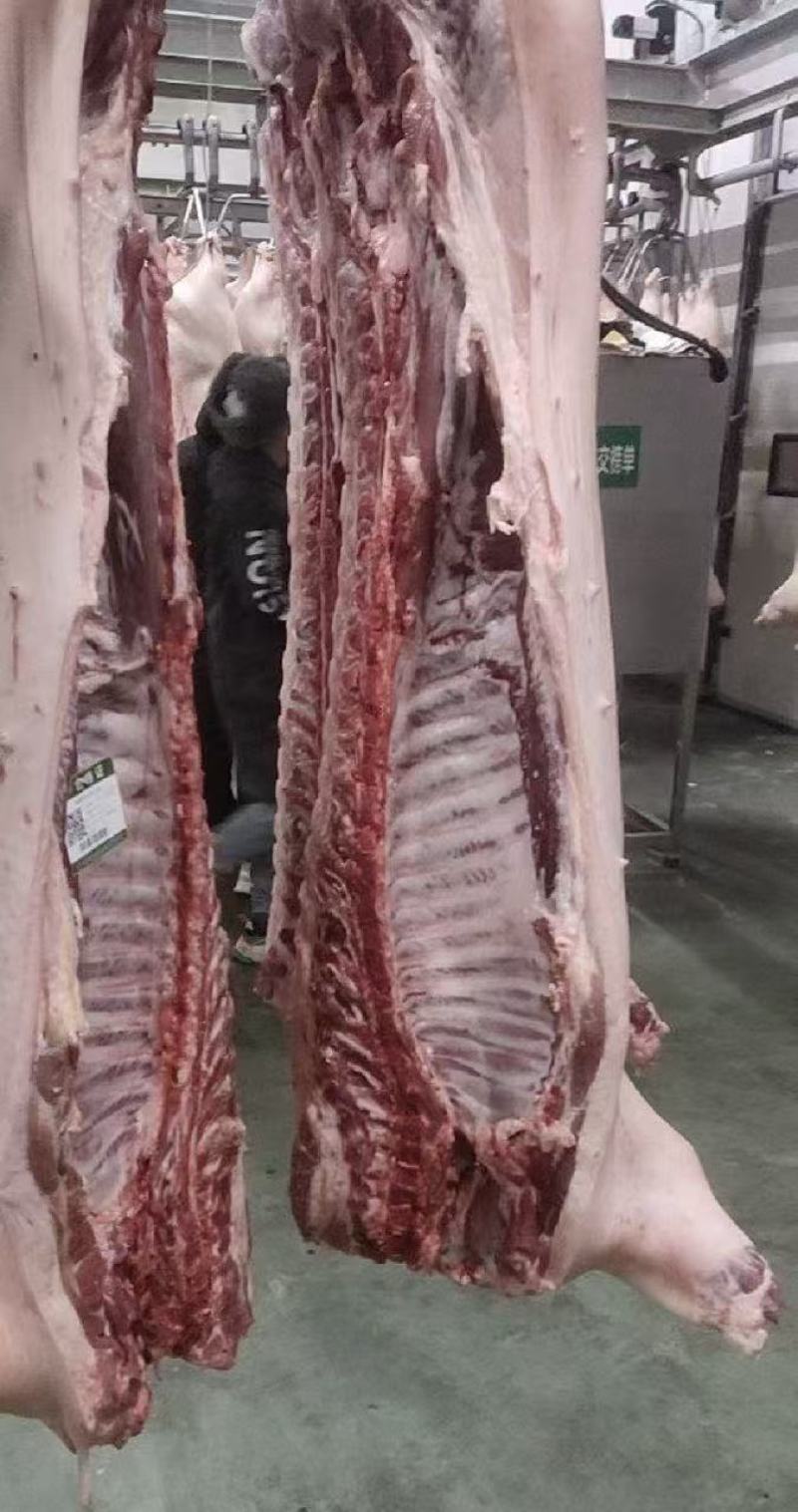 白条猪屠宰场直发质量保障一手货源欢迎各大老板咨询采购