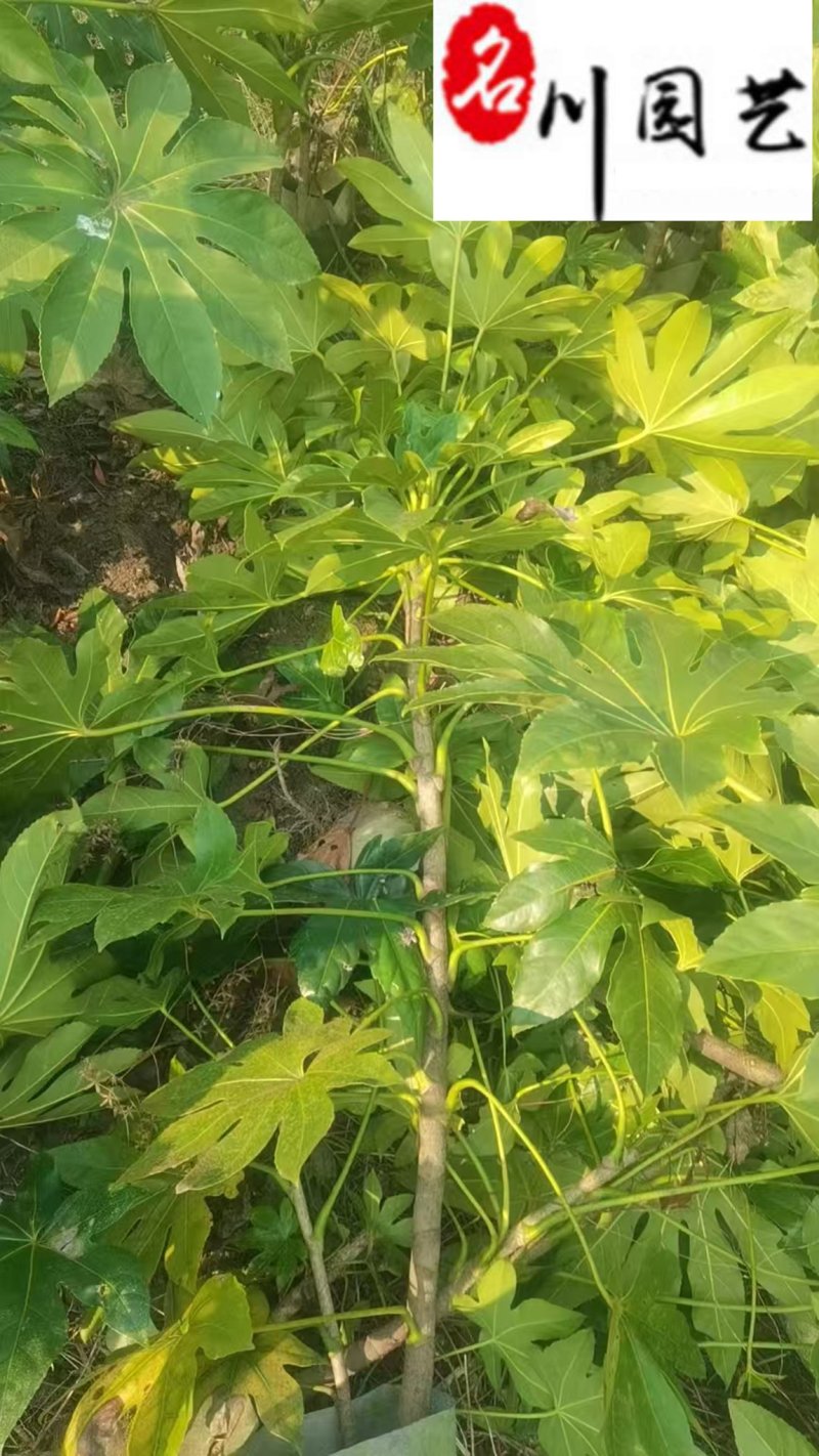 基地供应八角金盘80-150公分八角金盘价格量大价优