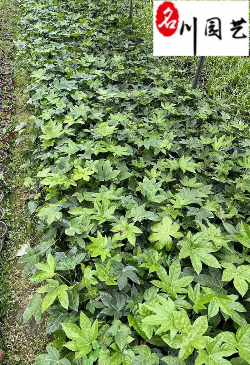 基地供应八角金盘80-150公分八角金盘价格量大价优