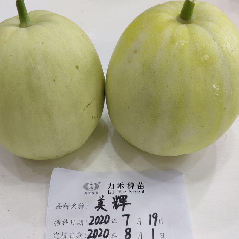 美辉甜瓜种子原新银辉白皮白绿肉甜度高香味浓香香瓜种子