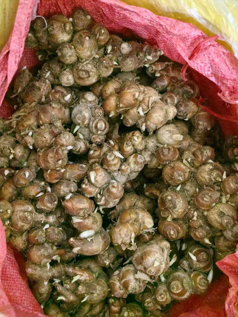 广东茂名沙姜大量供应，一手货源，现挖现发，品质保障
