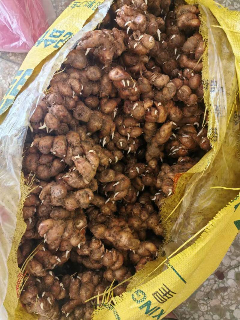 广东茂名沙姜大量供应，一手货源，现挖现发，品质保障
