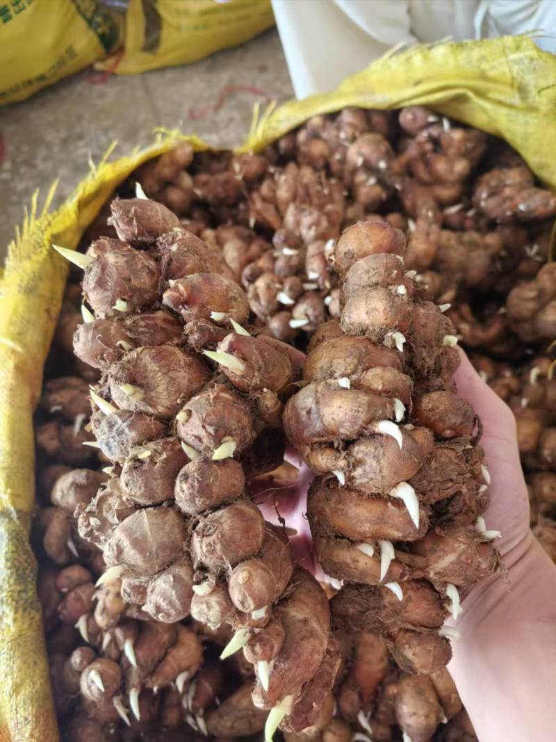 广东茂名沙姜大量供应，一手货源，现挖现发，品质保障