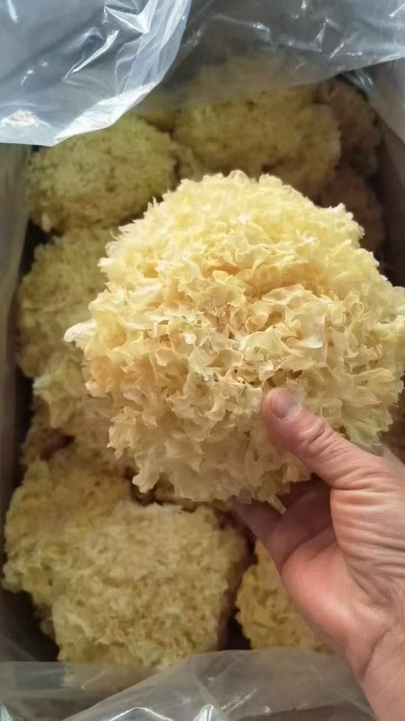 一手货源银耳，量大从优，对接全国市场品质好价格美丽