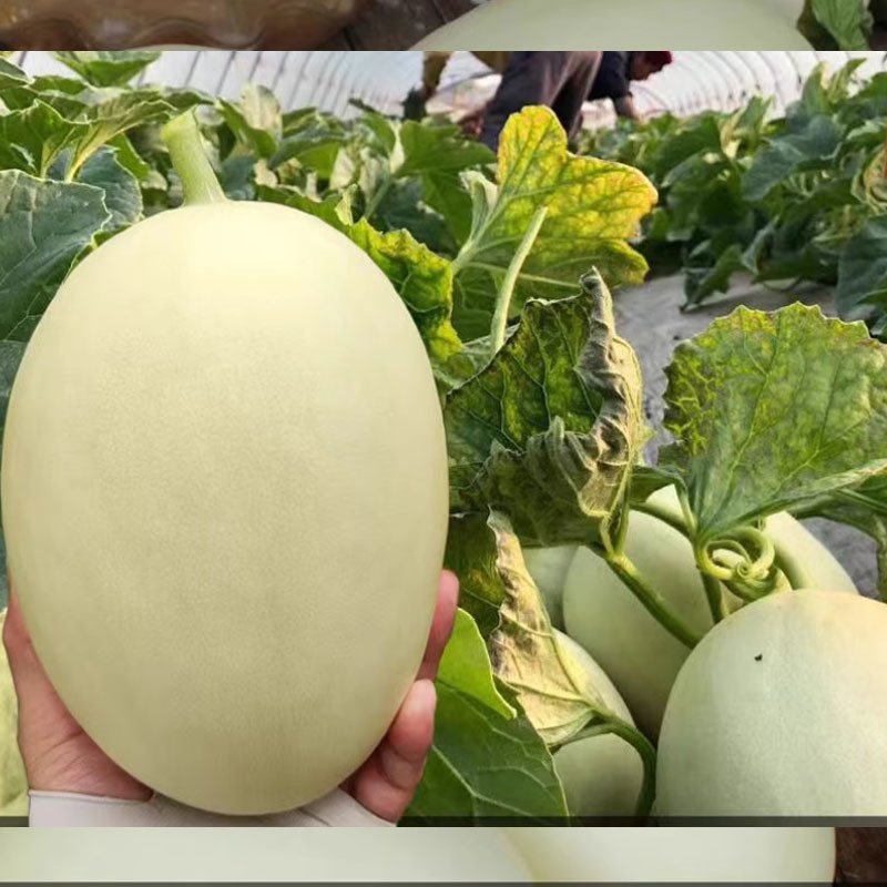 贝贝香瓜种籽乳白皮白肉甜瓜种子一代杂交甜脆春秋季甜瓜种孑