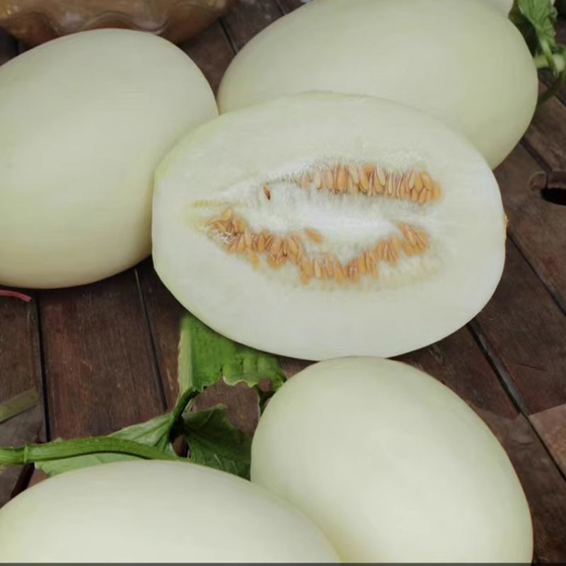 贝贝香瓜种籽乳白皮白肉甜瓜种子一代杂交甜脆春秋季甜瓜种孑