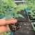 西瓜苗大量有货保证品质量大从优，价格可谈，欢迎来电