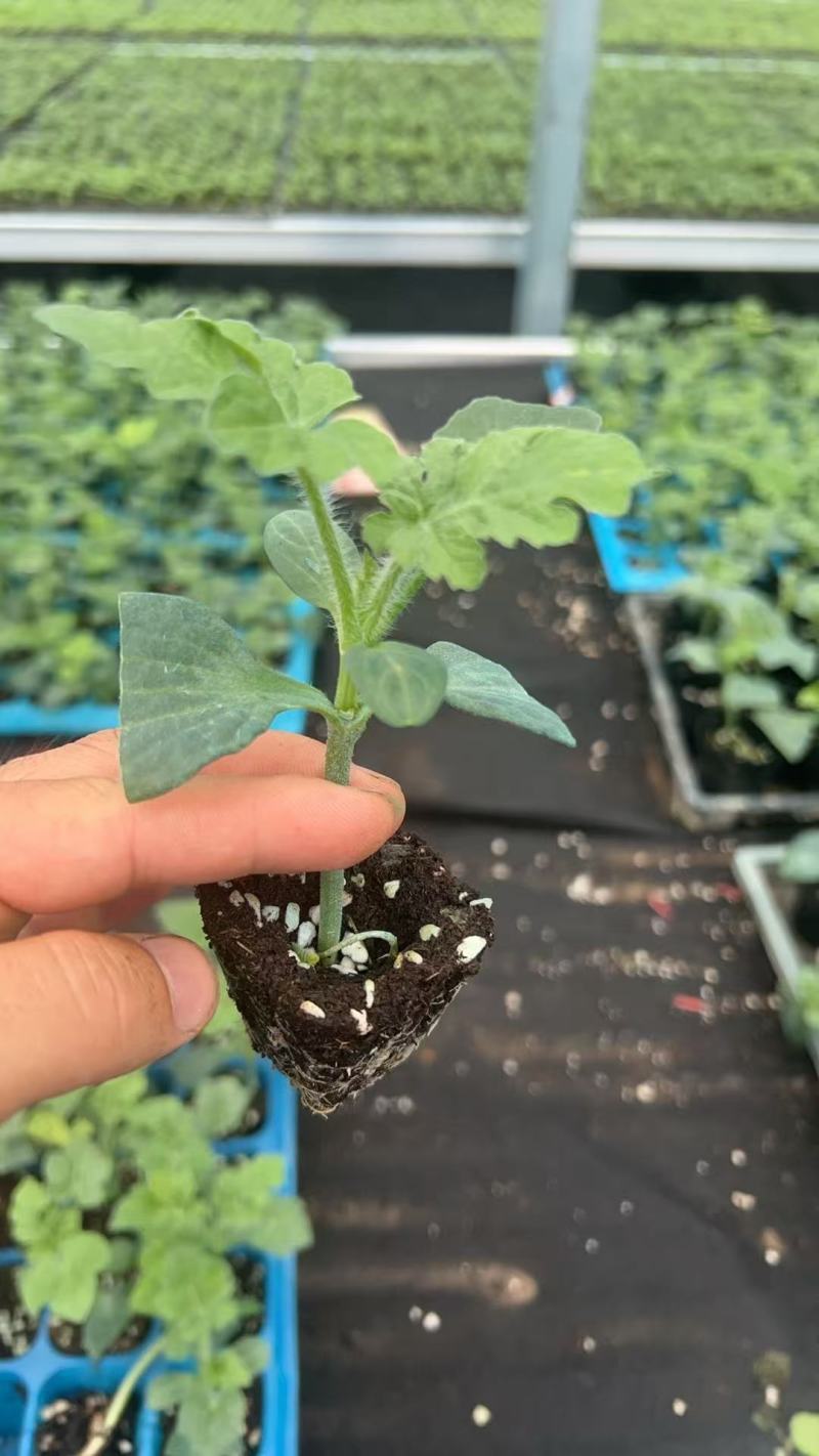 西瓜苗大量有货保证品质量大从优，价格可谈，欢迎来电