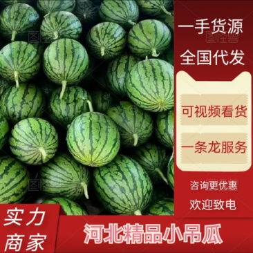 小糖丸西瓜，小吊瓜早春红玉西瓜牛奶小吊瓜现摘现装货源充足