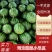 小糖丸西瓜，小吊瓜早春红玉西瓜牛奶小吊瓜现摘现装货源充足