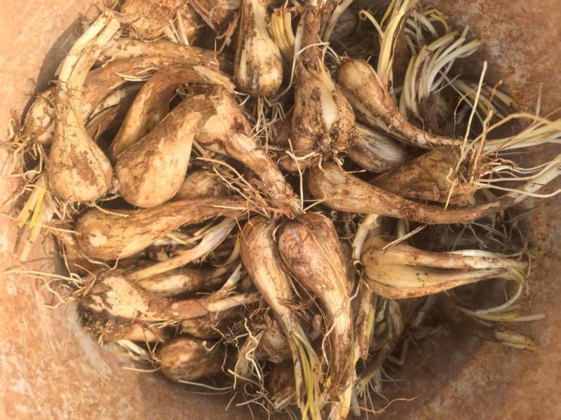 新鲜蕌头荞头大量上市品质保证，诚信经营欢迎咨询合作共赢
