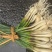 新鲜菜荞头苗藠头苗大量有货价格实惠全国发欢迎订购