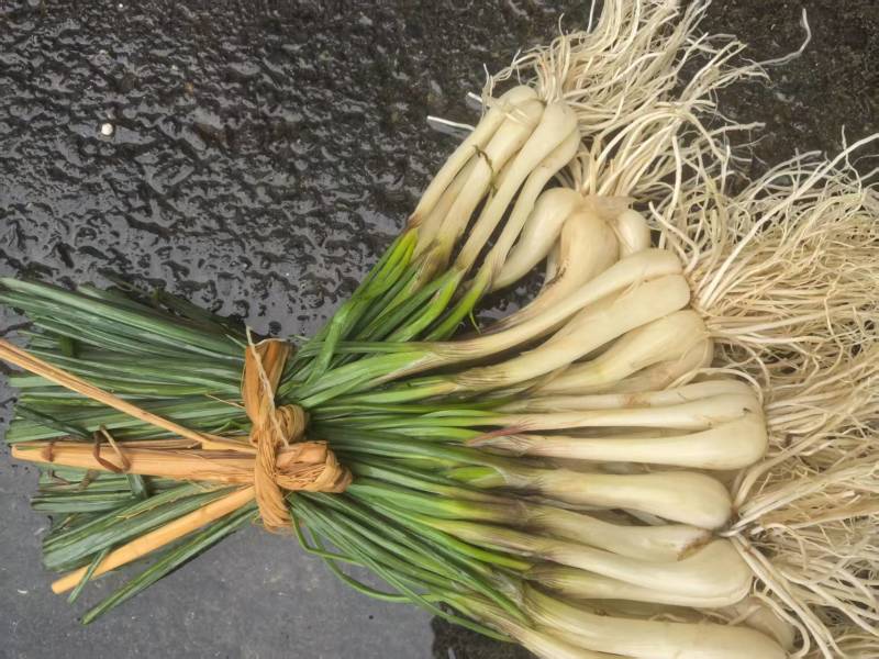 新鲜菜荞头苗藠头苗大量有货价格实惠全国发欢迎订购