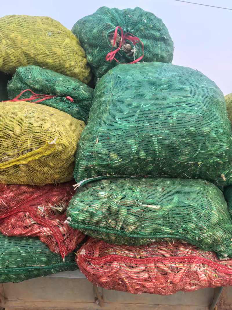 修剪精品白果荞头，藠头货源充足量大从优全国发欢迎订货