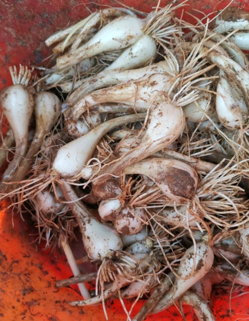 精品荞头藠头大量有货，产地一手货源价格实惠欢迎订购