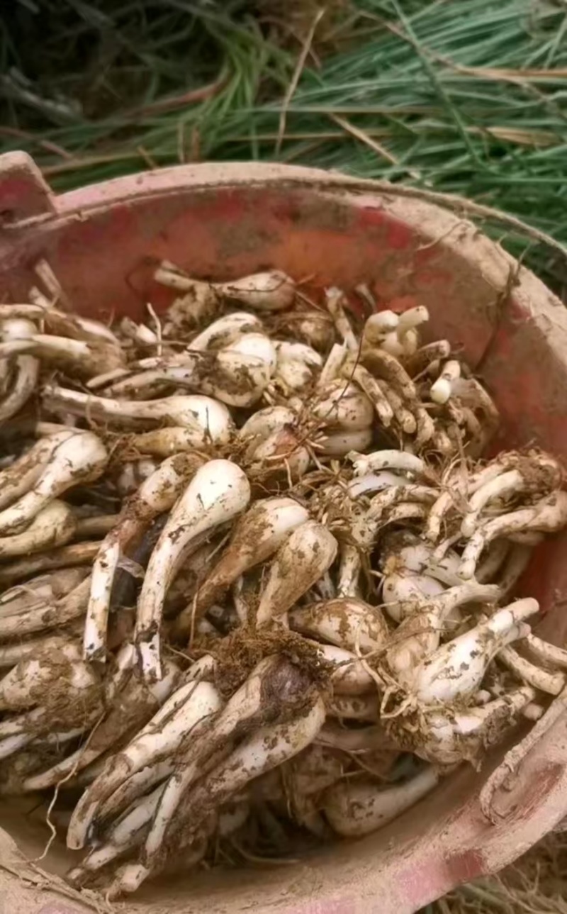 中果荞头藠头品质好，产地一手货源欢迎订购全国发