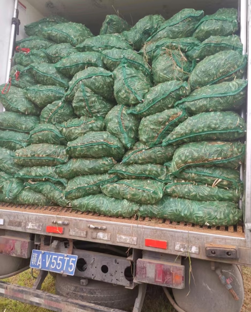 中果荞头藠头品质好，产地一手货源欢迎订购全国发