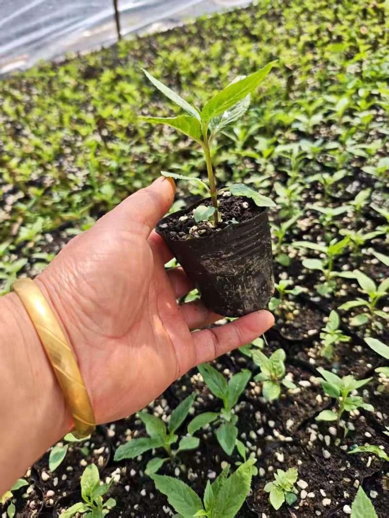 推荐红果参苗大黑果红果参苗文黑一号和文县二号